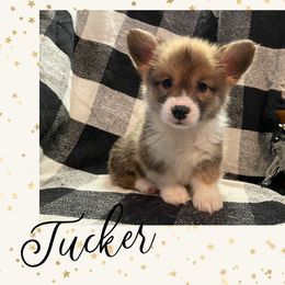 Pembroke Welsh Corgi Puppies from Tri-Star Stock Farm