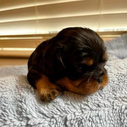Gideon - Blue Boy - Black and tan male Cavalier King Charles Spaniel puppy in Little Rock, Arkansas from Montra Japanese Chin & Cavalier King Charles Spaniels