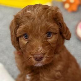 Polar - Caramel red male Australian Labradoodle puppy in Oregon from Forever Loyal Labradoodles