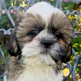 John - Gold and white male Shih Tzu puppy in Hemet, California from Aloha Shih Tzu