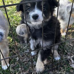Boy 1 - Black tri male Toy Australian Shepherd puppy in Mineral Wells, Texas from BMNM2 Toy Aussies