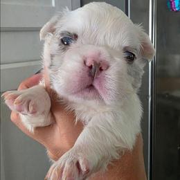 Draco Malfoy - White male French Bulldog puppy in Franklinton, North Carolina from Sweet Carolina Kennel