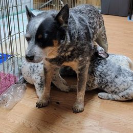 Australian Cattle Dog Puppies from Indigojos Australian Cattle Dogs