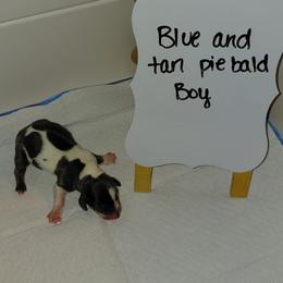 Bubbles - Piebald male Dachshund puppy in Indianapolis, Indiana from Wiggly Weenies