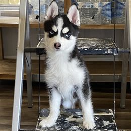 Pomskies from Pomsky Of Slidell