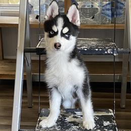 Pomskies from Pomsky Of Slidell
