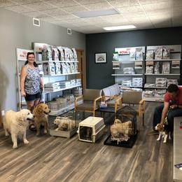Millie (purple collar) - Golden female Golden Retriever puppy in Webster City, Iowa from Whispering Pines Precious Puppies