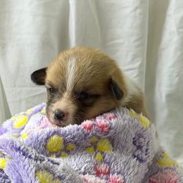 Girl 2 - Red female Pembroke Welsh Corgi puppy in Moulton, Alabama from Reed's Pembroke Corgi Welsh