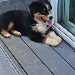 Boy 1 - Blue merle male Australian Shepherd puppy in Crooksville, Ohio from VanHorn Australian Shepherds