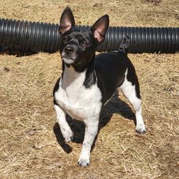 Basil - Teddy Roosevelt Terrier
