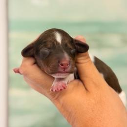 Gwen baby 1 Possible silky - Piebald female Dachshund puppy in Lakeland, Florida from Elite Doxies Florida