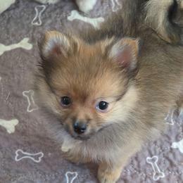 Junie bug - Orange sable female Pomeranian puppy in El Centro, California from BabyBooPoms