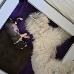 Chinese Crested and Poodle Puppies from Amari Miniature Poodles and Chinese Cresteds