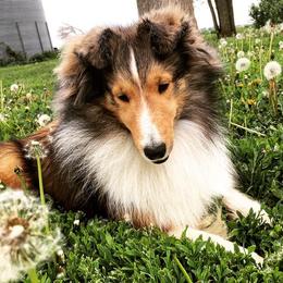 Shetland Sheepdogs from Explosive