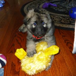 Shiloh Shepherd Puppies from Solace Shilohs