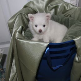 Pomeranian Puppies from Textilepoms