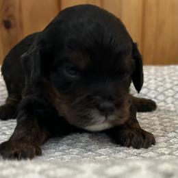 Cinder - Black and tan male Cavapoo puppy in Milan, Illinois from Poppy Garden Doodles