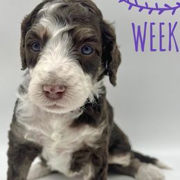 Bernedoodles from Arctic Studs