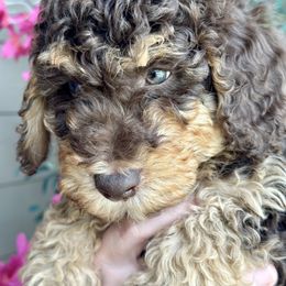 Bernedoodle Puppies from Eden Valley Bernedoodles