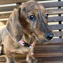 Breezy - Brindle female Dachshund puppy in South Willard, Utah from Doxies in the Sun