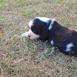 English Springer Spaniel Puppies from Savannah River Springers