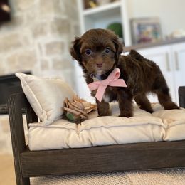 Tootsie - Chocolate female Havanese puppy in South Jordan, Utah from Lady Paws Puppies - Cassie