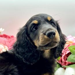Farron - Cream male Dachshund puppy in Exeter, California from Sawtooth Miniature Dachshunds