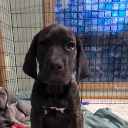 Crimson - Black brindle female Cane Corso puppy in Princeton, Minnesota from God Of War Cane Corso