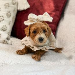 Purple collar girl - Apricot female Goldendoodle puppy in Spokane, Washington from Dream Doodles in Spokane WA