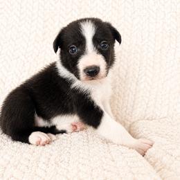 Stone - Black and white male Border Collie puppy in Avery, Texas from Willa Creek Border Collies