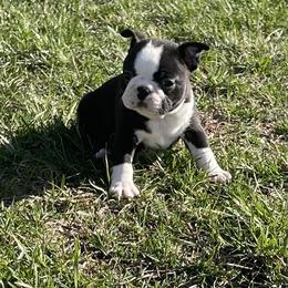 Glory - Black brindle and white female Boston Terrier puppy in Fillmore, Illinois from Wind Hill Puppies