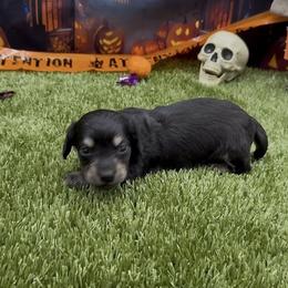 Black and Cream Longhair Male - Black and cream male Dachshund puppy in Killeen, Texas from Southern Dachshunds