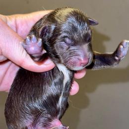 Pez - Red & white male Miniature Australian Shepherd puppy in Patterson, North Carolina from DreamLine Aussies