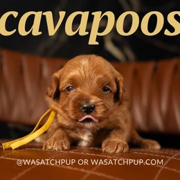 Bernedoodle, Cavapoo, Goldendoodle, and Poodle Puppies from Wasatch Pup