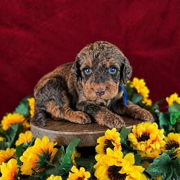 Boots - Chocolate male Labradoodle puppy in Elizabeth City, North Carolina from Howdy Doodles