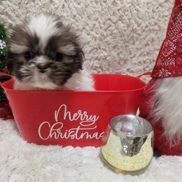 Boy 1 - male Shih Tzu puppy in Metropolis, Illinois from Super City Kennels
