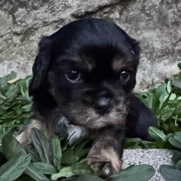 Doc Susie - Black and tan female Cavalier King Charles Spaniel puppy in Choctaw, Oklahoma from Dandelions and Kings