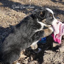 Jasmine - Black tri-color female Australian Shepherd puppy in Burbank, South Dakota from Dakota Rose Aussies