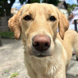 Labrador Retriever All Grown Up from Climbing Stone Labradors