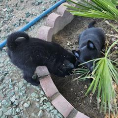 Celestine-upcoming 2026 - Schipperke