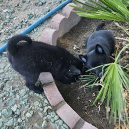 Celestine-upcoming 2026 - Schipperke