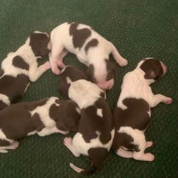 Girl 4 - Liver white and tan female English Springer Spaniel puppy in Tabor City, North Carolina from Big Bay Kennels LLC