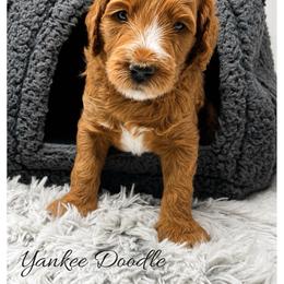 Yankee Doodle - Red  male Goldendoodle puppy in State Road, North Carolina from Must Love Doodles