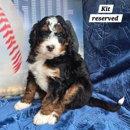 Kit - Tri-color female Bernedoodle puppy in Seymour, Tennessee from Lollie's Doodles