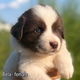 Bela - Tri-color female Karakachan puppy in Hogansville, Georgia from Goshen Highlands