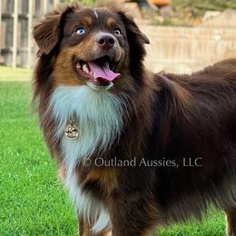Scout - Toy Australian Shepherd