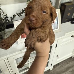 Orange - Red  female Goldendoodle puppy in Bakersfield, California from Lavish Doodles