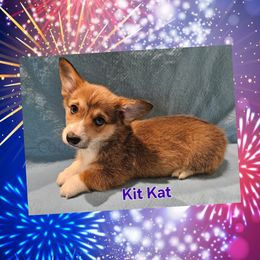 Kit Kat - Red Pembroke Welsh Corgi puppy in Kiowa, Colorado from Cool Water Corgis LLC
