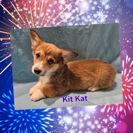 Kit Kat - Red Pembroke Welsh Corgi puppy in Kiowa, Colorado from Cool Water Corgis LLC