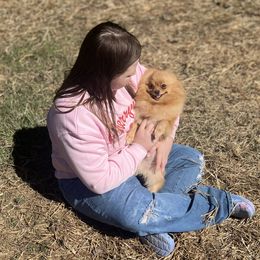 Pomeranian puppies from Endure Farm Inc